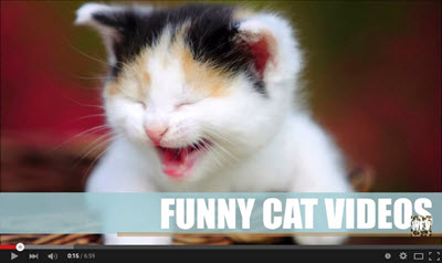 image for Why cat videos are good for you