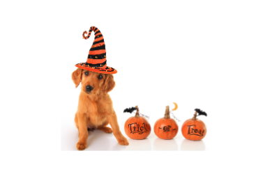 image for 6 Tips to Keep Your Pets Safe this Halloween!